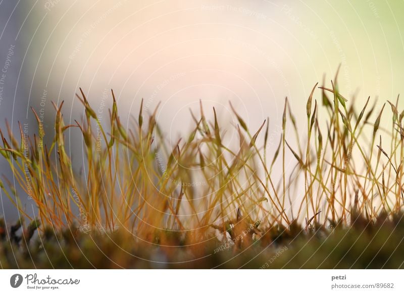 Sporophyten Leben Pflanze Erde Frühling Moos Spitze grün rot Lebewesen Stengel Sporenkapsel zart fein aufstrebend gerollt Nährboden Halt verankern Lichtspiel