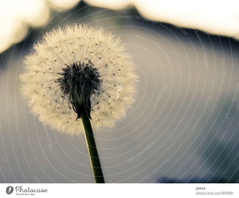 Schirmfliegertruppe Blüte Frühling Haus Löwenzahn Haarflieger Sommer Stengel Stil Fortpflanzung Wiese Vergänglichkeit Garten gewöhnlicher löwenzahn Samen