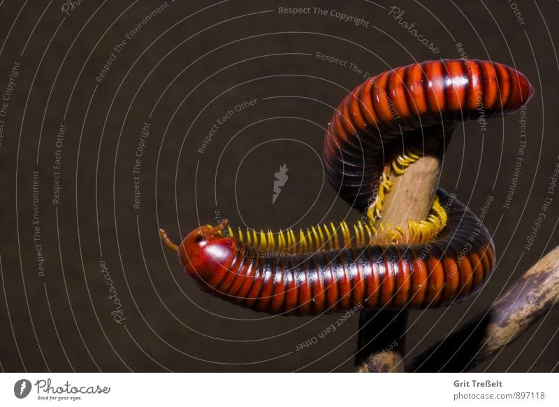 Aphistogoniulus sp. Haustier Tausendfüsser entdecken krabbeln sportlich exotisch gelb rot schwarz Farbfoto mehrfarbig Innenaufnahme Kunstlicht