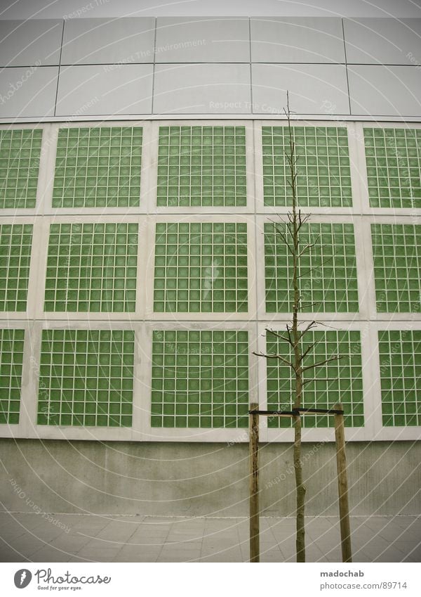 BAUM VOR GRÜNEM GLASBAUSTEIN Haus Hochhaus Gebäude Material Fenster live Block Beton Etage Apokalypse brilliant Endzeitstimmung himmlisch Götter bedrohlich