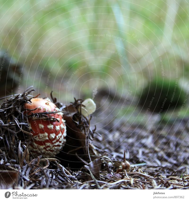 Amanita muscaria Umwelt Natur Landschaft Pflanze Fliegenpilz Pilz Pilzhut Wald schön einzigartig lecker natürlich grün rot weiß Gift ungenießbar Sammlung