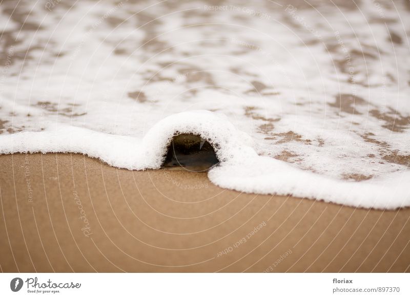 umspülung Ferien & Urlaub & Reisen Strand Meer Insel Wellen Umwelt Natur Tier Sand Wasser Küste Nordsee liegen bedrohlich braun weiß Sicherheit Schutz Angst