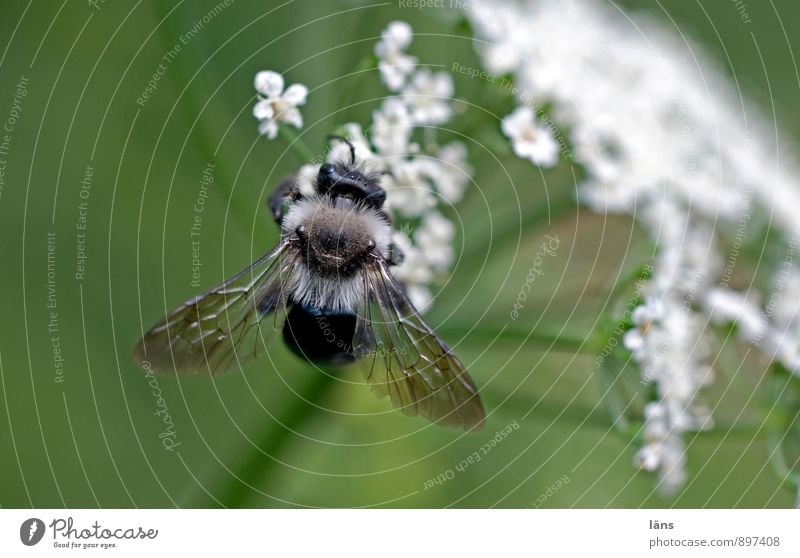 Weißröckchen Natur Pflanze Sommer Blüte Wildpflanze 1 Tier entdecken festhalten Fressen grün weiß Erwartung Leichtigkeit Insekt Doldenblüte Lebensmittel