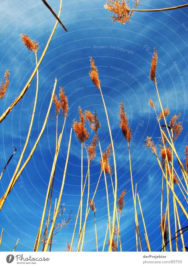 Zum Himmel wachsen braun Pflanze See Wolken Schilfrohr Frühling träumen blau Natur Freude