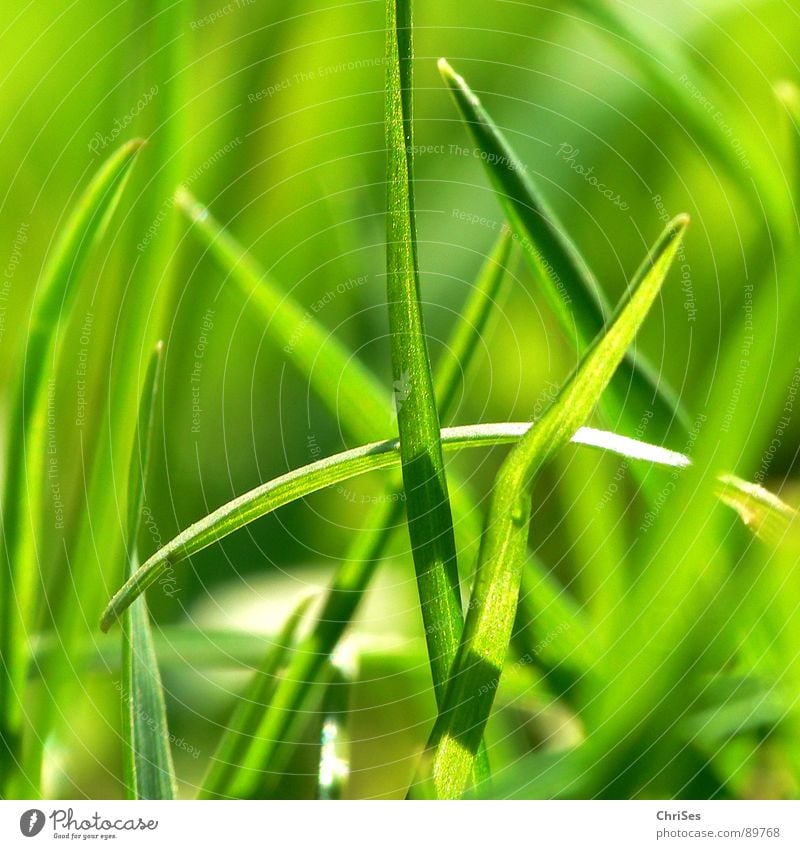 Grasgrün_01 Halm Stengel sprießen Pflanze einer unter vielen klein reduzieren Feld Einsamkeit Wachstum Unschärfe Frühling Frühlingsgefühle Wiese Nordwalde