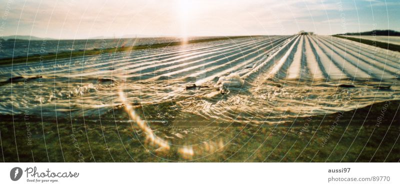 Herbstfeld I Feld Licht Gegenlicht Landwirtschaft Abdeckung Panorama (Aussicht) Arbeit & Erwerbstätigkeit groß