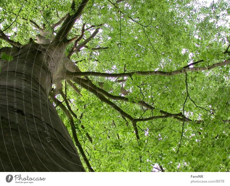 Baum Wald grün Holz