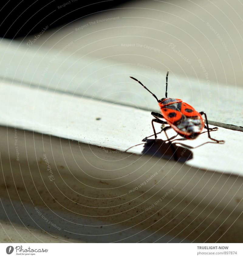 DA!!! Menschenleer Haus Gebäude Mauer Wand Fassade Terrasse Fenster "Fensterrahmen Fenstersims" Tier "Insekt; Pyrrhocoris apterus Feuerwanze" wählen beobachten