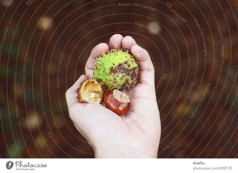 Achtung, piekst! feminin Hand Finger 1 Mensch 30-45 Jahre Erwachsene Umwelt Natur Herbst Grünpflanze Kastanie dehydrieren Wachstum stachelig braun grün Idylle