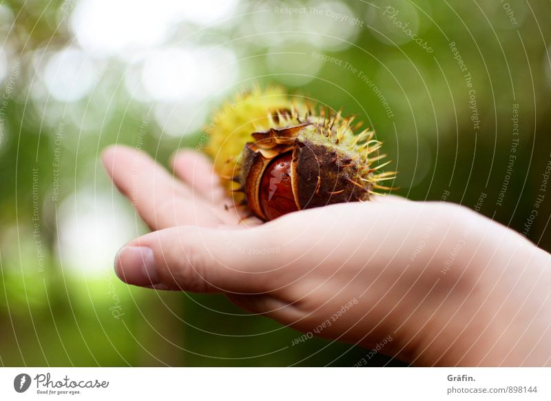 Goldener Herbst Umwelt Natur Pflanze Baum Kastanie Wald dehydrieren natürlich stachelig wild braun grün geduldig ruhig Neugier Umweltschutz Vergangenheit