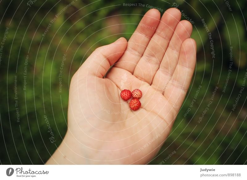 Diät-Dessert Lebensmittel Frucht Erdbeeren Beeren Waldfrucht Ernährung Maniküre Gesunde Ernährung Sommer Hand Finger Umwelt Natur Sträucher Garten festhalten