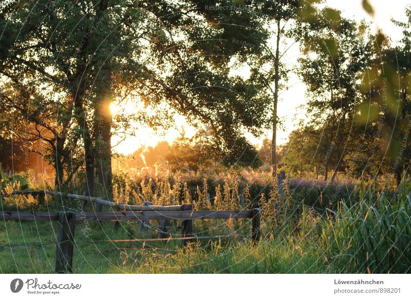 Feierabend Natur Pflanze Baum Blume Gras Weide Weidezaun leuchten hell natürlich schön gelb gold grün weiß Stimmung Glück Zufriedenheit Warmherzigkeit ruhig