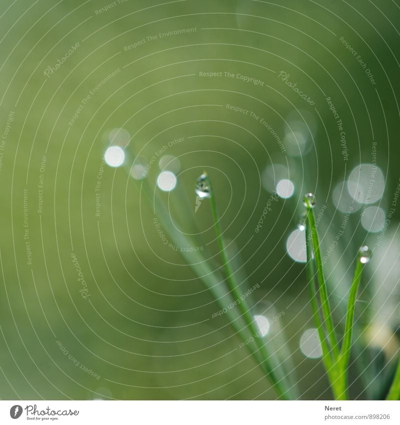 Lichtspiele Natur Pflanze Wassertropfen Herbst Gras Grünpflanze Wiese Feld Kugel grün ästhetisch Farbfoto Außenaufnahme Detailaufnahme Makroaufnahme Morgen