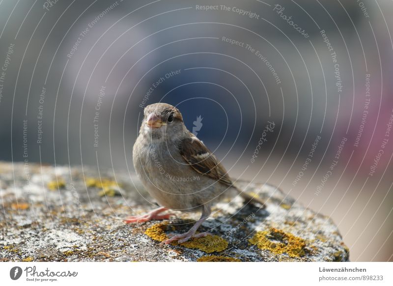 Jack the Sparrow Flechten Wildtier Vogel Spatz 1 Tier Stein sitzen frech klein Neugier niedlich blau braun gelb grau rosa Leben Lebensfreude Vertrauen Farbfoto