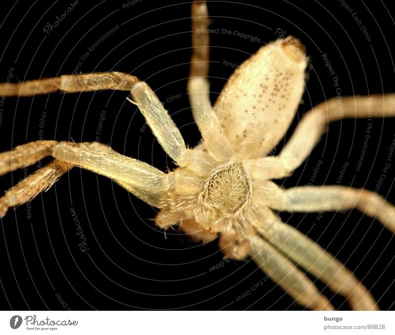 Spinne von unten Ekel klein Makroaufnahme Kieferklaue Mandibel Fresswerkzeug Gliederfüßer Angst Panik Nahaufnahme Auge arthropoden spider fear disgust small