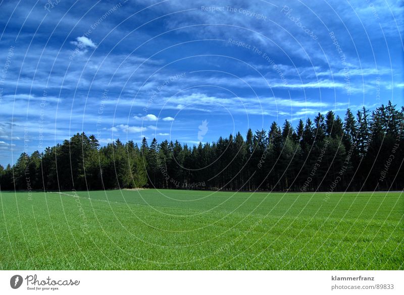 Gruppenfoto Baumschule Wald Feld Waldlichtung Hoffnung Fichte Nadelbaum Nadelwald Gras Sträucher Horizont Wolken Himmel schlechtes Wetter ruhig Einsamkeit