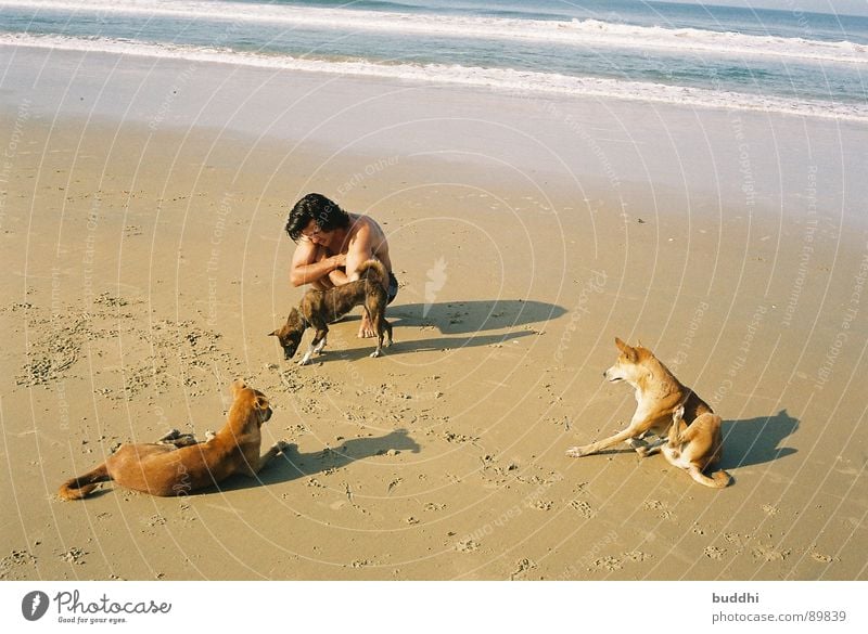 Mit Hunden am Strand Meer Wellen gelb Sommer Badestelle Badehose 3 Fußspur Pfote Ferien & Urlaub & Reisen Küste Säugetier Schönes Wetter Schatten Sand