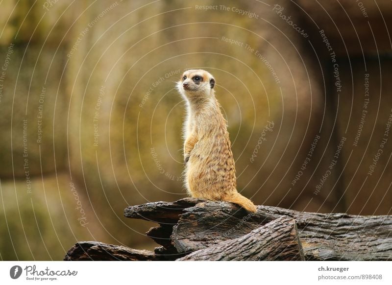 Erdmännchen Natur Tier Wildtier Tiergesicht Zoo 1 beobachten Denken entdecken Blick stehen lustig wild Wüste wüstentier Nagetiere surikat Manguste spion