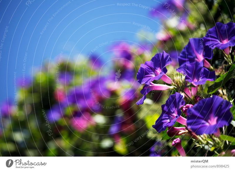 blau. Kunst ästhetisch Zufriedenheit Blume Blumenkasten Blüte Blühend Blühende Landschaften Pflanze Wachstum Südfrankreich mediterran Farbfoto Gedeckte Farben