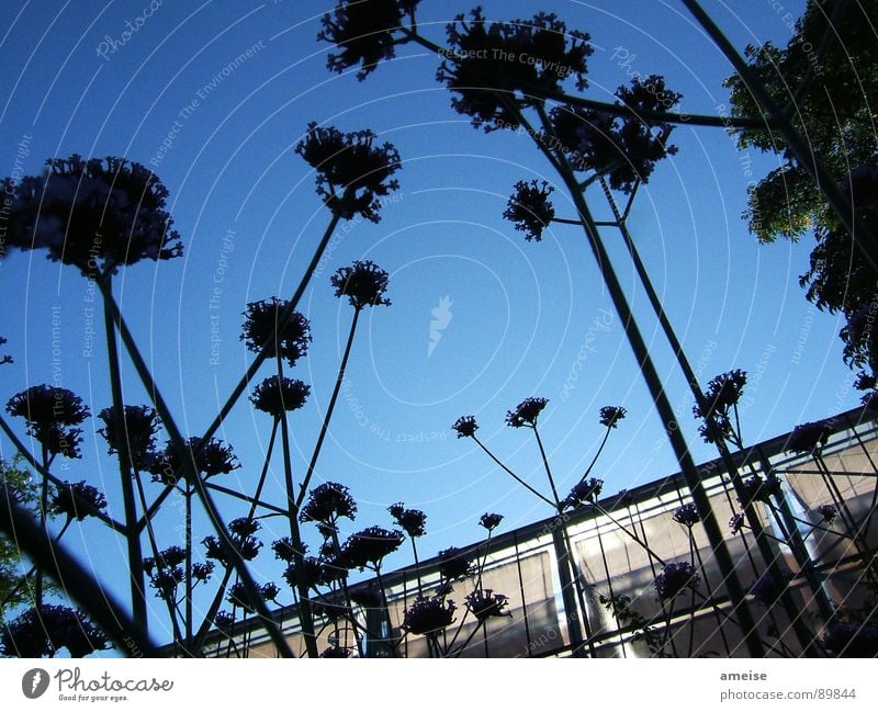 Aus der sicht einer Ameise Blume Gewächshaus Natur Himmel Blauer Himmel dunkel flowers Morgen dawn greenhouse light blau blue sky Glas glass sunshine dark