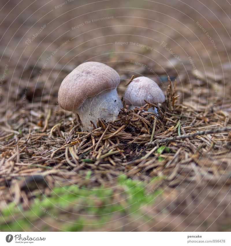 zwei drückeberger Natur Urelemente Erde Herbst Wald Zeichen ästhetisch Erfolg frei stachelig stark Idylle Zusammenhalt Pilz Tannennadel Moos drücken fruchtbar