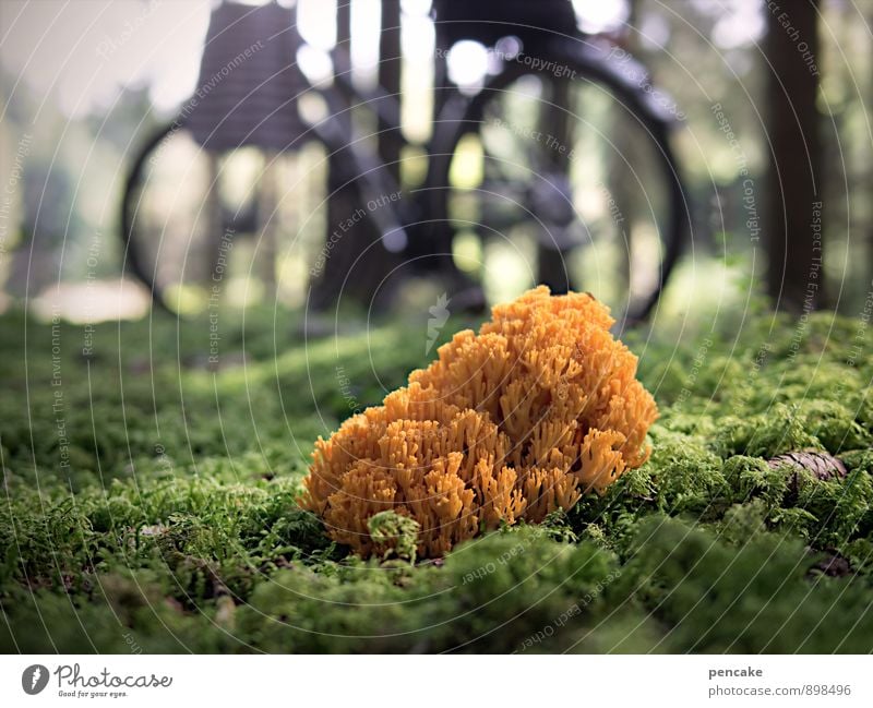 im wald allein Natur Landschaft Urelemente Erde Herbst Baum Moos Wald Alpen Korallenriff authentisch außergewöhnlich frisch schön einzigartig gold orange