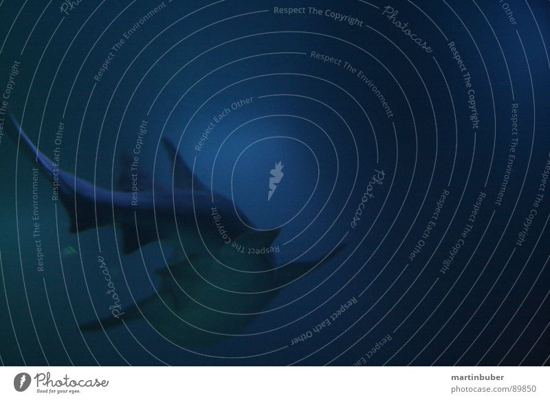 abgetaucht unten Tiefsee dunkel tief Aquarium Haifisch Dieb Mörder gefährlich Menschenfresser Meer Meeresfrüchte Meerwasser weiß Ungeheuer blau-grün weiß-blau