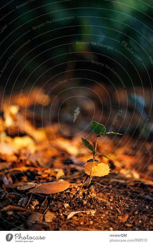 awakening. Umwelt Natur Landschaft Pflanze Erde Herbst Klima Farn Wald ästhetisch Waldboden Wachstum gedeihen Blatt einrichten Durchsetzungsvermögen Leben