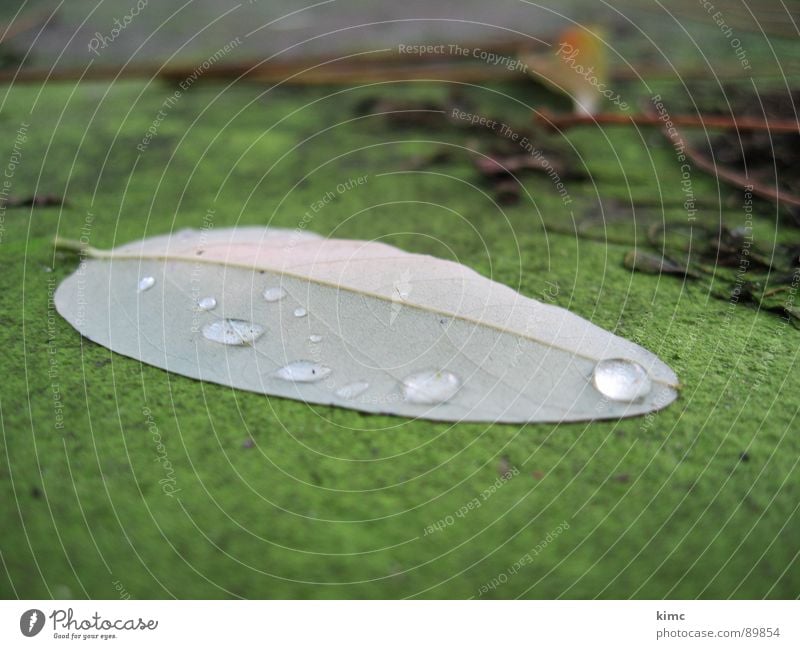 tau im wald Blatt Baum Herbst Wassertropfen Seil Regen