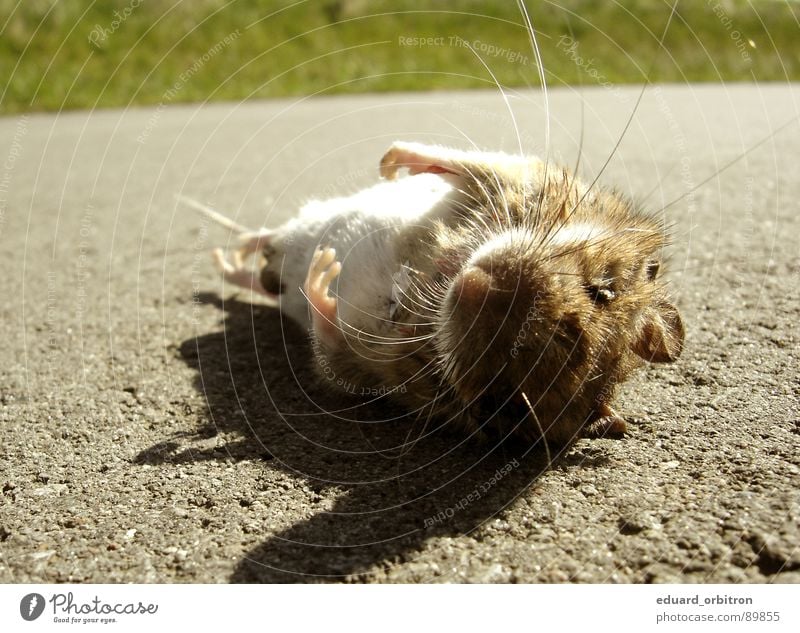 Mausetot Farbfoto Außenaufnahme Makroaufnahme Textfreiraum oben Tag Schatten Sonnenlicht Schwache Tiefenschärfe Tierporträt Jagd Gras Straße Wege & Pfade Fell