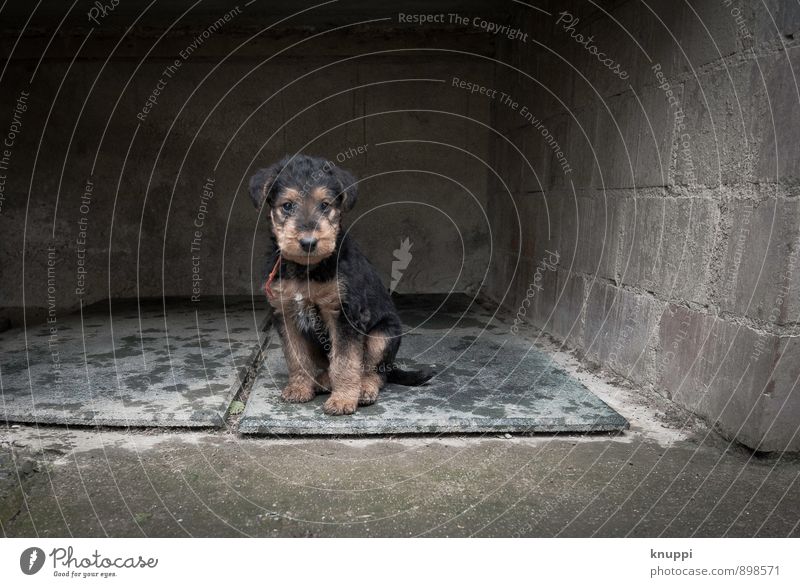 Welpe Industrieanlage Mauer Wand Tier Haustier Hund Fell Pfote 1 Tierjunges sitzen dunkel Fröhlichkeit Gesundheit klein nass feminin braun grau rot Airedale