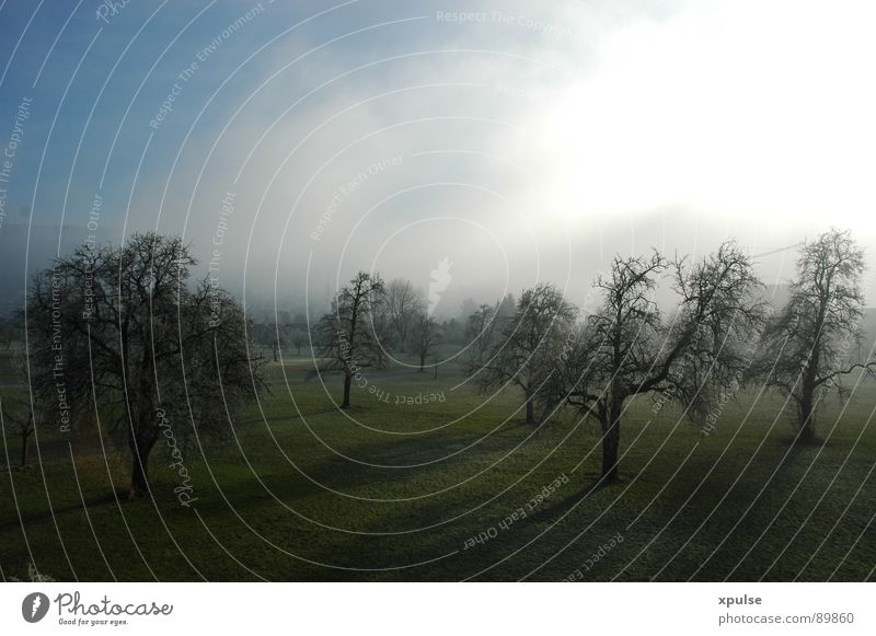 Bäume im Nebel mit langen Schatten Baum Wald Winter Trauer Gras Stimmung Apfelbaum Licht Moor Landwirtschaft Kultur Wiese Futter Herbst dunkel grün Ferne weiß