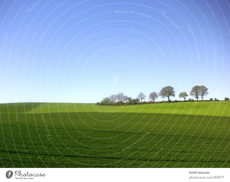 satte landschaft Sommer Himmel Baum blau grün Farbe Natur Stillleben friedliche Ruhe sattes grün Paradies für Kühe Tag Farbfoto Menschenleer