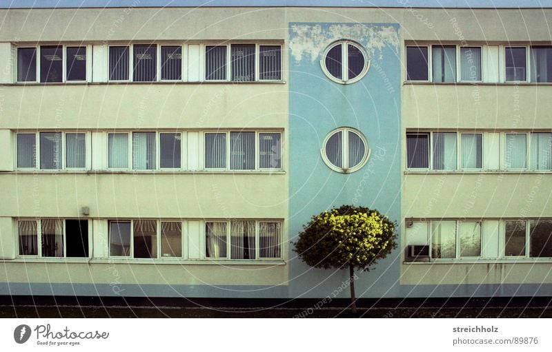 Design like yesterday Bürogebäude Baum Fenster veraltet Gebäude Haus Pflanze grün türkis Gewerbe Plattenbau Flachbau Ostalgie Ostzone armselig