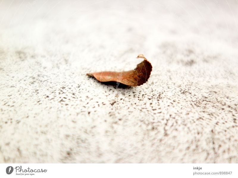 Th S Motiv Natur Herbst Dürre Blatt liegen trocken unten Klima Wandel & Veränderung getrocknet vertrocknet einzeln Vor hellem Hintergrund Herbstlaub