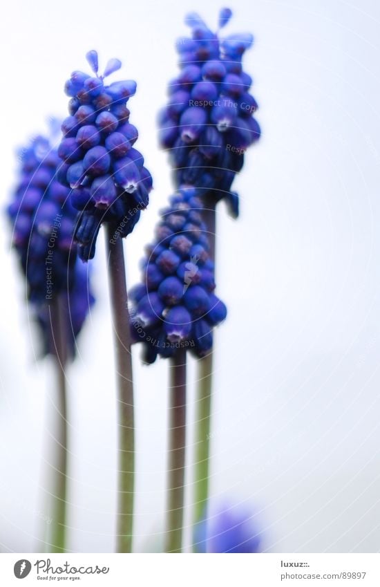 So riecht Frühling I Stengel Blume Hoffnung Blüte Blühend Reifezeit Traubenhyazinthe Biene Staubfäden März violett Pflanze springen schön Pollen flower Glück