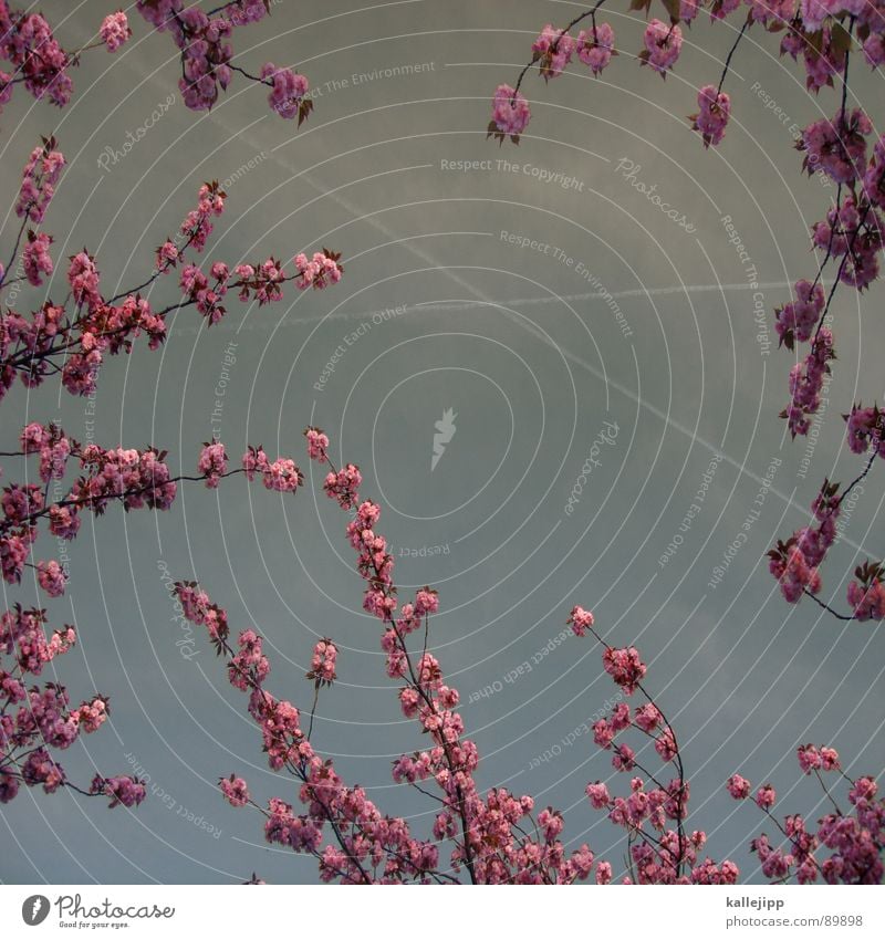 love is in the air Kirsche Kirschblüten Blume Blüte Frühling Wachstum Japan Tokyo Baum Sitzung Verabredung verheiratet kreuzen Garten Park Blühend teeny schwarm