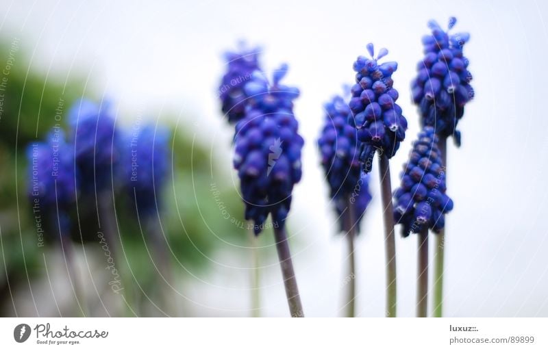 So riecht Frühling II Stengel Blume Hoffnung Blüte Blühend Reifezeit Traubenhyazinthe Biene Staubfäden März violett Pflanze springen Garten Park Pollen flower