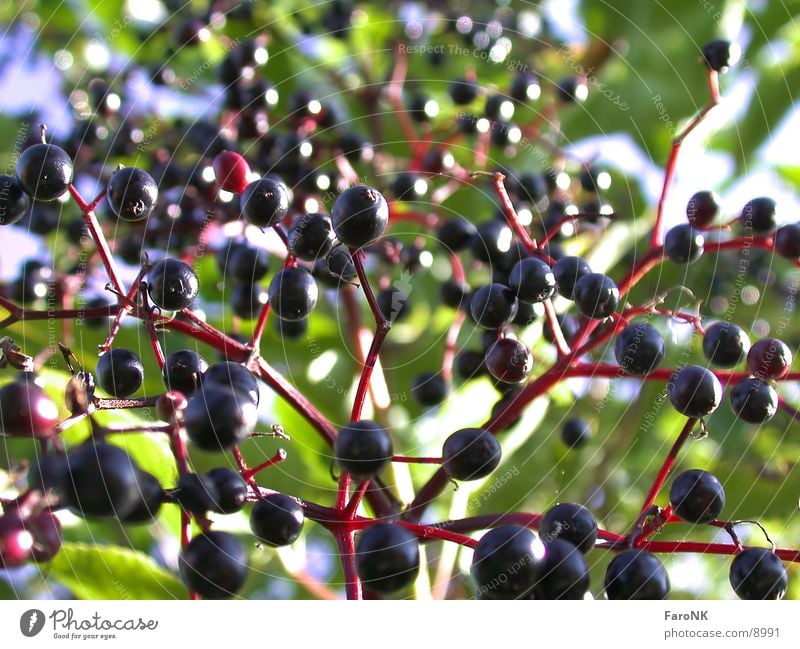 Holunder Holunderbusch Baum Beeren