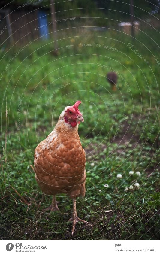 stereotypisches hühnerfoto Natur Pflanze Gras Wiese Tier Nutztier Haushuhn Stall 1 natürlich Farbfoto Außenaufnahme Menschenleer Tag