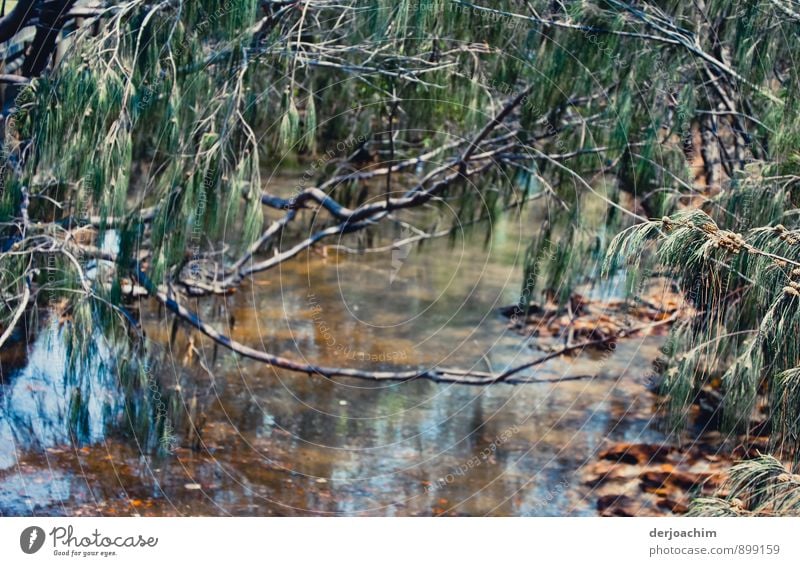 Sinne erleben im kleinen  Bach im Outback. Grüne Äste hängen darüber. Freude Erholung Freizeit & Hobby Ferien & Urlaub & Reisen Sommerurlaub Umwelt Tier Wasser