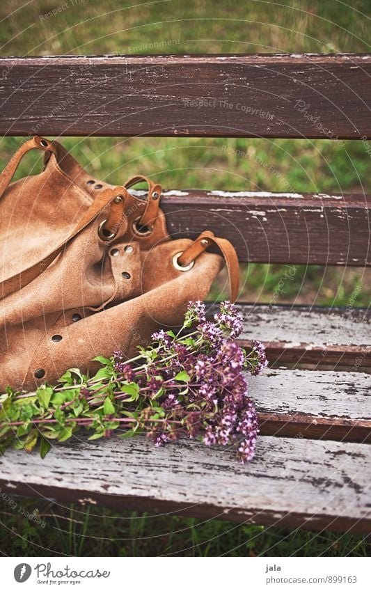 unterwegs Umwelt Natur Pflanze Blume Gras Blüte Wildpflanze Park Tasche Blumenstrauß natürlich Bank herbstlich Farbfoto Außenaufnahme Menschenleer Tag