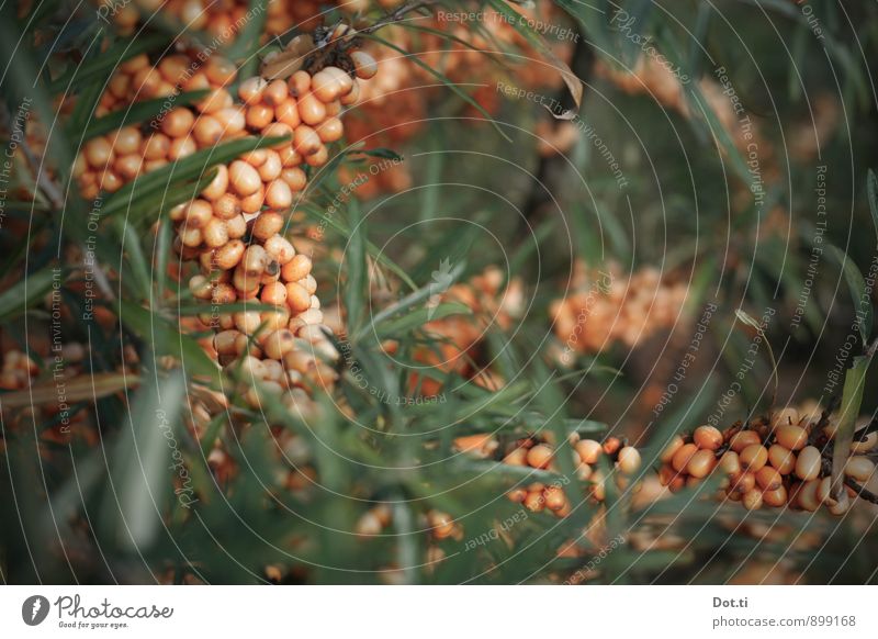 Sanddorn Natur Pflanze Sträucher Wildpflanze Gesundheit grün orange Beeren Frucht vitaminreich sauer reif Farbfoto Nahaufnahme Detailaufnahme Menschenleer