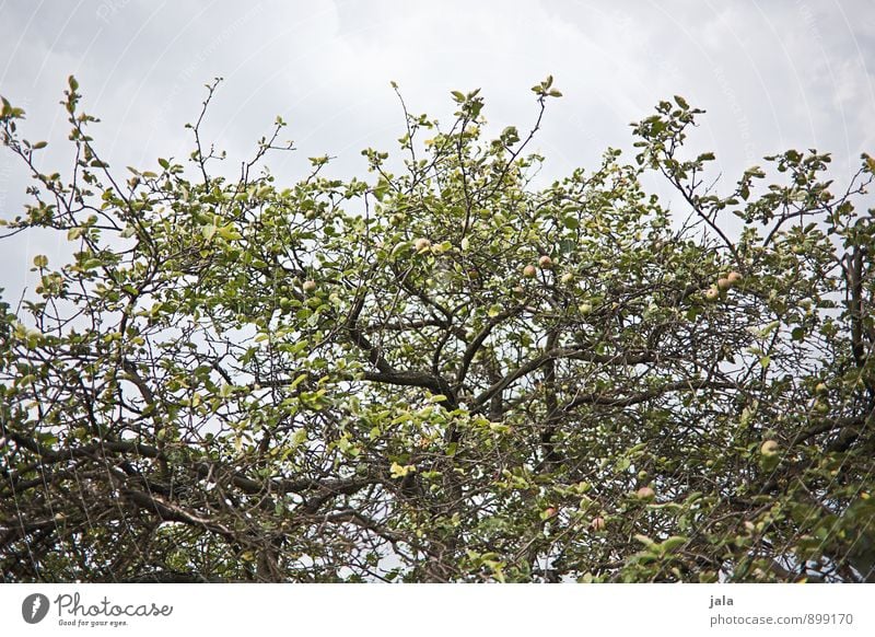 apfelbaum Lebensmittel Apfel Umwelt Natur Pflanze Himmel Baum Nutzpflanze Apfelbaum Garten Gesundheit natürlich Farbfoto Außenaufnahme Menschenleer Tag