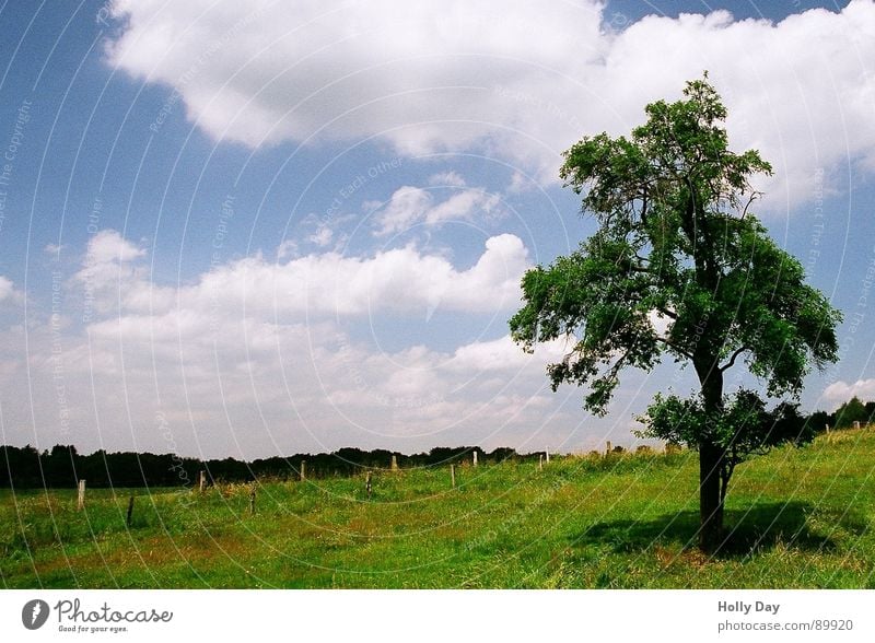 Baum von rechts Wiese Wolken Sommer Mittagspause 2006 Gras Blatt Schatten Fotolust Mitten in Deutschland Rasen