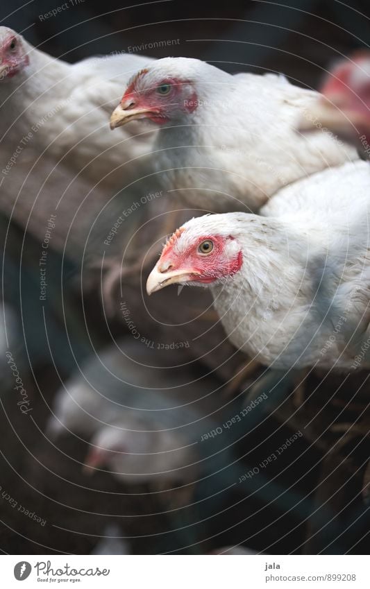 hühner Tier Nutztier Tiergesicht Hühnervögel Tiergruppe sitzen natürlich trist Maschendrahtzaun Farbfoto Außenaufnahme Menschenleer Textfreiraum unten Tag