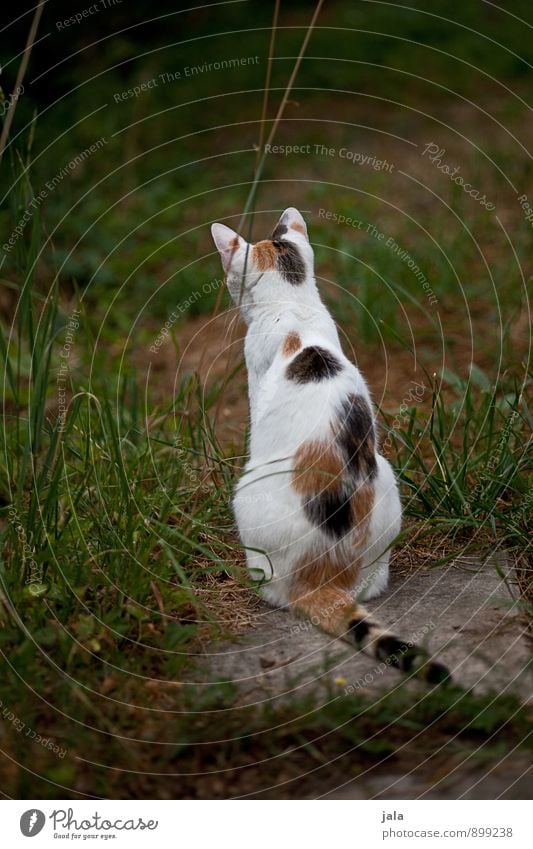 lau­ern Tier Haustier Katze 1 ästhetisch natürlich Farbfoto Außenaufnahme Menschenleer Tag Tierporträt Rückansicht