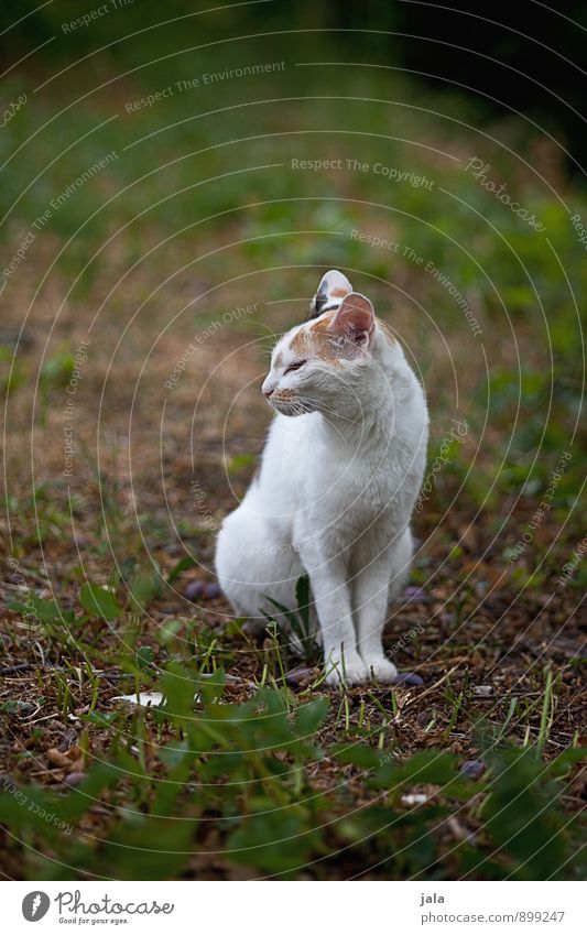 mauz Natur Pflanze Gras Wiese Tier Haustier Katze 1 ästhetisch Farbfoto Außenaufnahme Menschenleer Textfreiraum links Textfreiraum rechts Textfreiraum oben