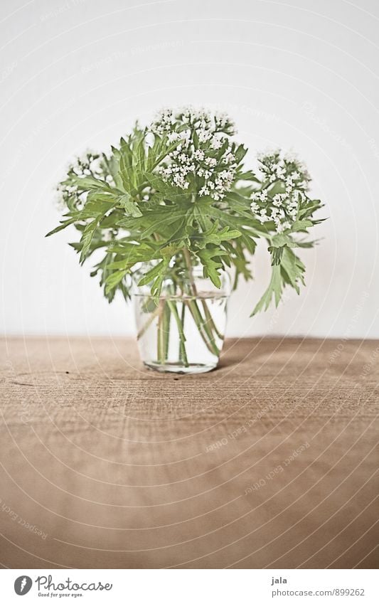 sträußlein Pflanze Blume Blatt Blüte Wildpflanze Blumenstrauß ästhetisch einfach elegant schön natürlich Farbfoto Innenaufnahme Menschenleer Textfreiraum oben