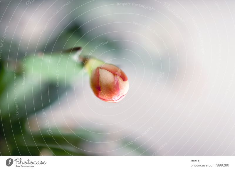 Geschlossen Natur Pflanze Blume Kaktus Blüte Topfpflanze Weihnachtskaktus Blütenknospen Blühend leuchten geschlossen Erwartung Farbfoto mehrfarbig Innenaufnahme